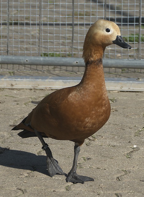分和