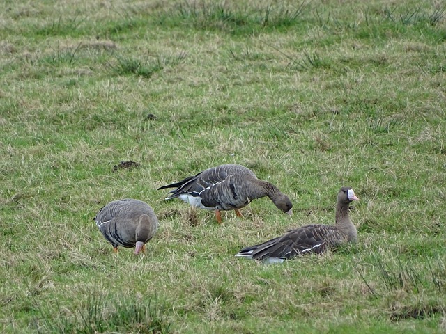 本的天才球 本的天才球