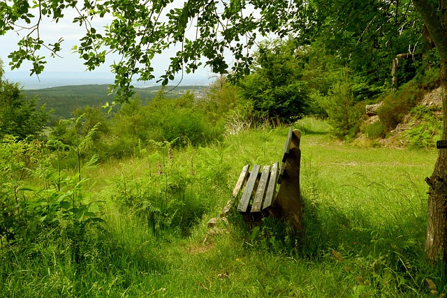 中国选手表 中国选手表
